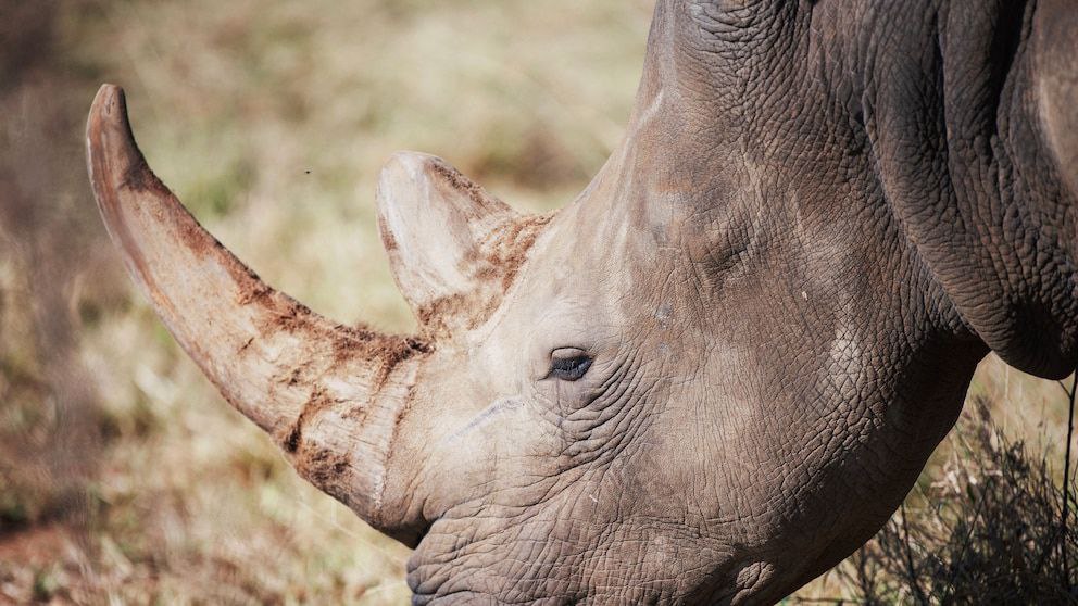 Rhino poaching on the rise in South Africa, new figures show