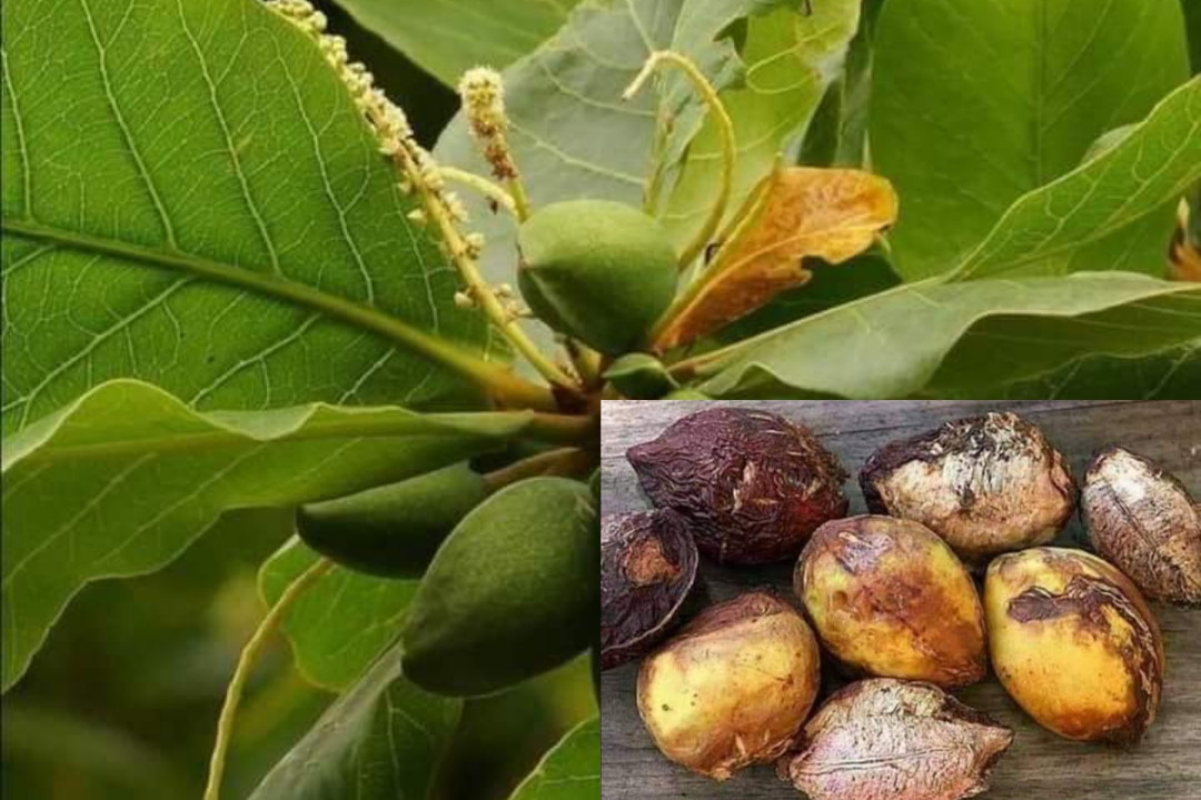 About the “bulldolies”Because of the “Vanda tree (Vandala tree),” he said. The English name was Indian Almond.